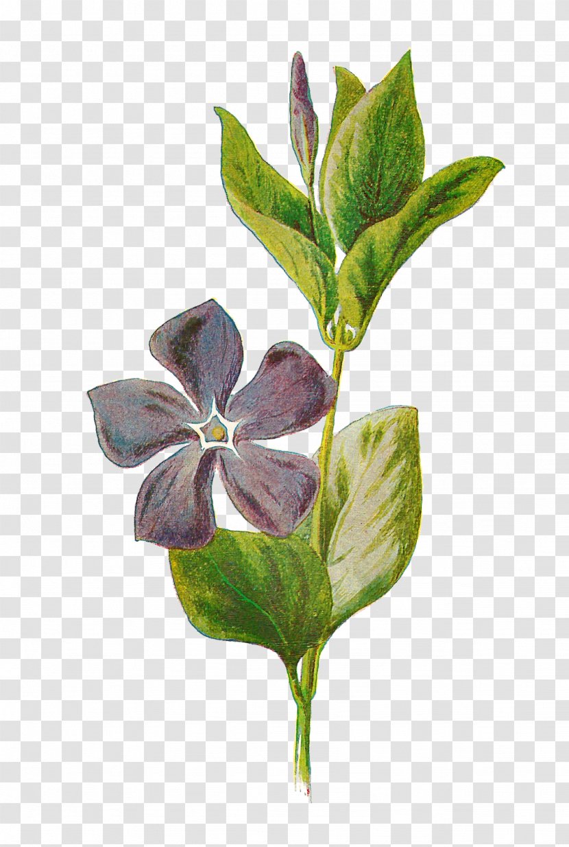 Vinca Minor Major Botany Botanical Illustration - Flower - Flowers Transparent PNG