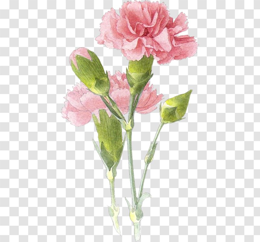 Carnation Watercolor Painting Drawing Art Transparent PNG
