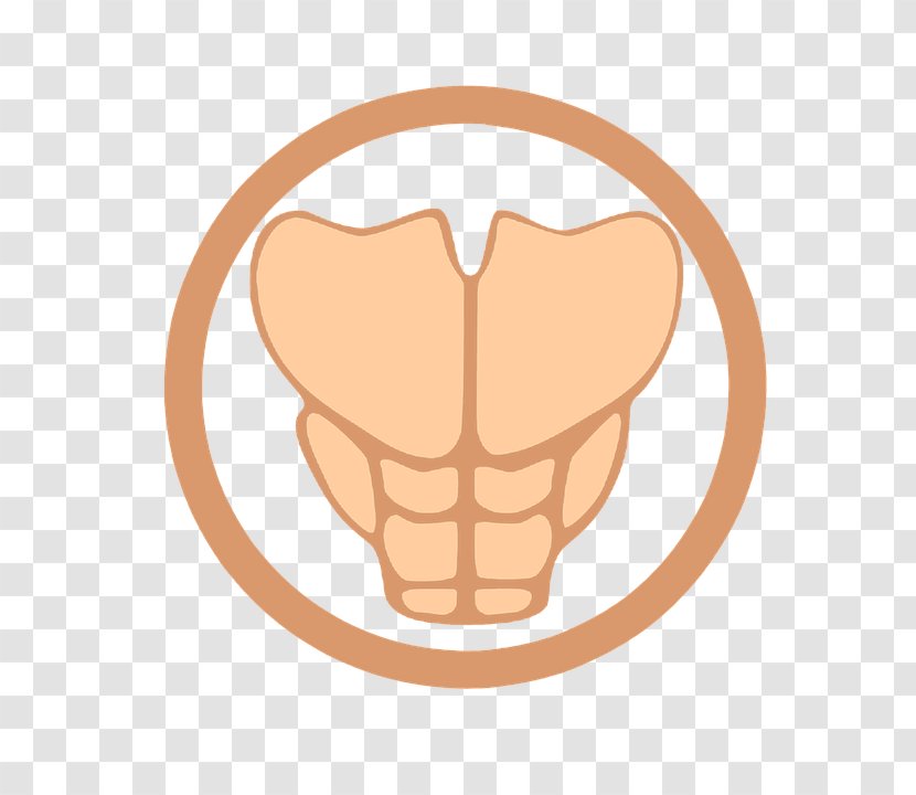 Rectus Abdominis Muscle Abdominal Exercise Clip Art - Tree - Flower Transparent PNG