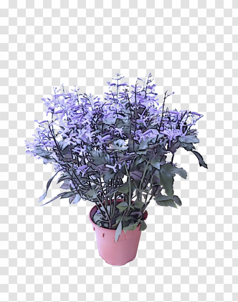 Lavender - Flower - Bouquet Houseplant Transparent PNG