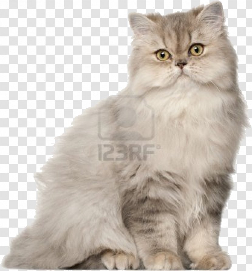 Persian Cat British Shorthair Bengal Siberian Birman - Fur - Cats Transparent PNG