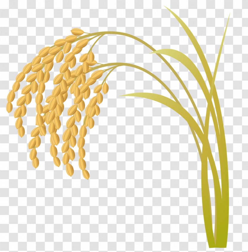 Rice Illustration Image Vector Graphics Silhouette - Cereal - Grain Transparent PNG