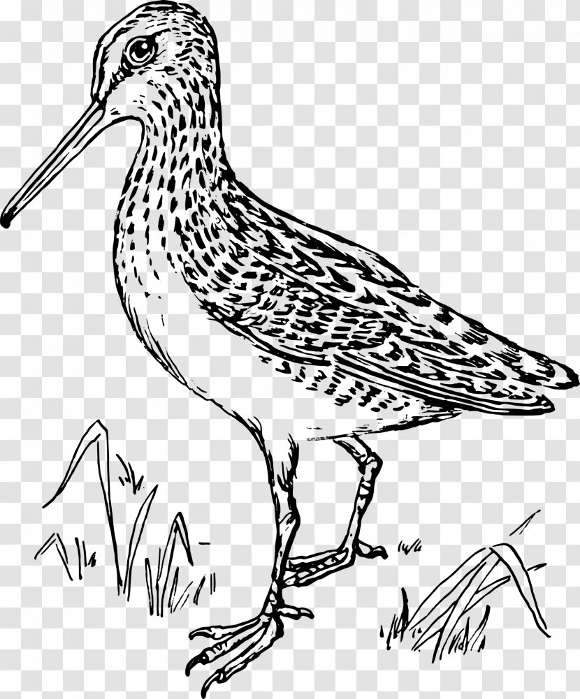 Bird Line Drawing - Coloring Book - Wildlife Ruddy Turnstone Transparent PNG