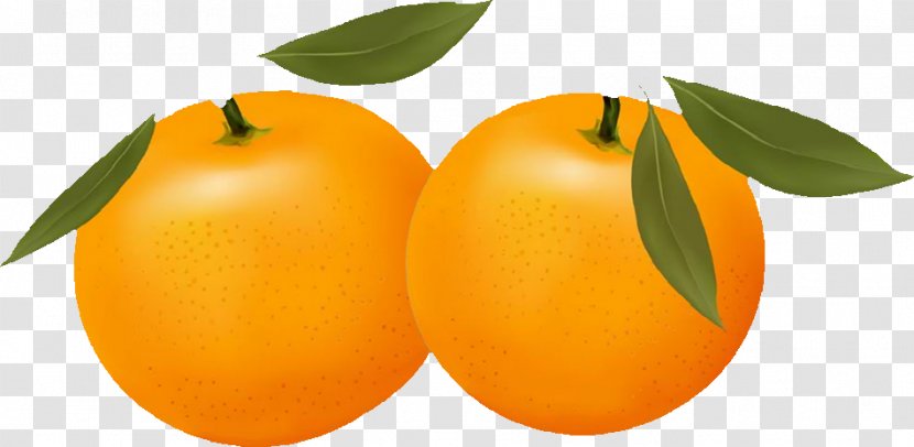 Orange Free Content Citrus Xc3u2014 Sinensis Clip Art - Line Transparent PNG