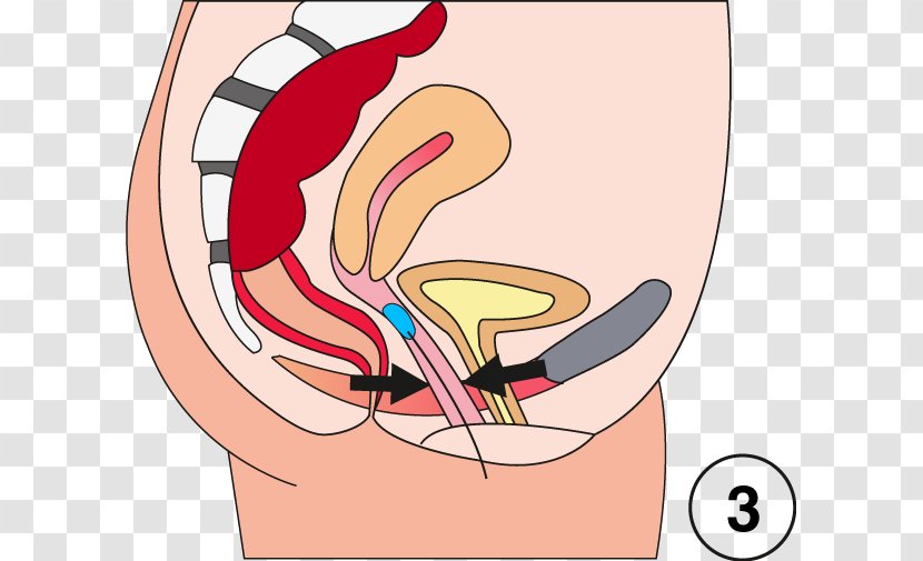 Kegel Exercise Pelvic Floor Muscle Muscular System Thumb - Cartoon - Anspannung Transparent PNG