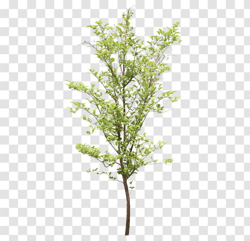 Tree Structure - Branch - Populus Nigra Transparent PNG