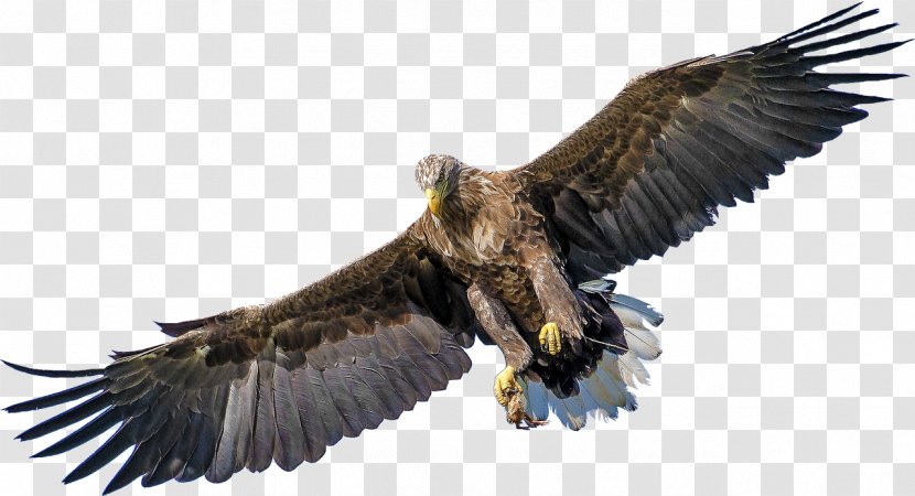 Bald Eagle Bird Of Prey White-tailed - Feather Transparent PNG
