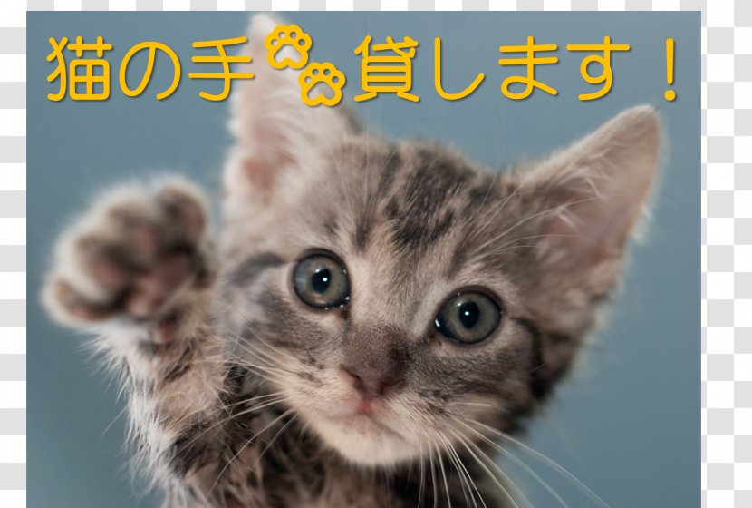 Cat Food Dog ガールズちゃんねる Pet - Snout Transparent PNG