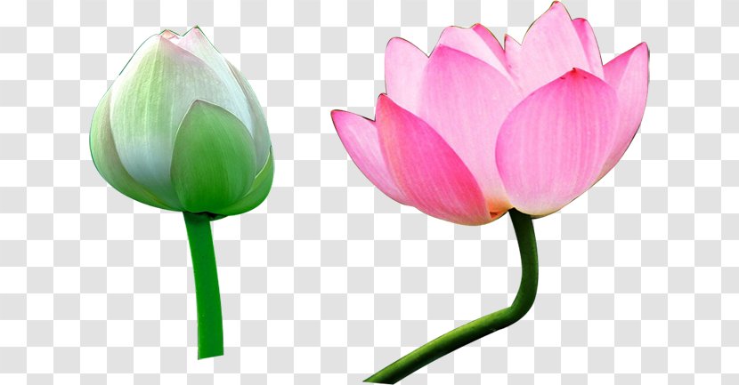 Nelumbo Nucifera Water Lily Download - Aquatic Plant - Lotus Transparent PNG