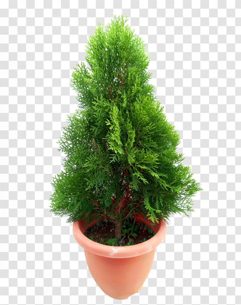 Green Grass Background - Thuya - Herb Pine Family Transparent PNG