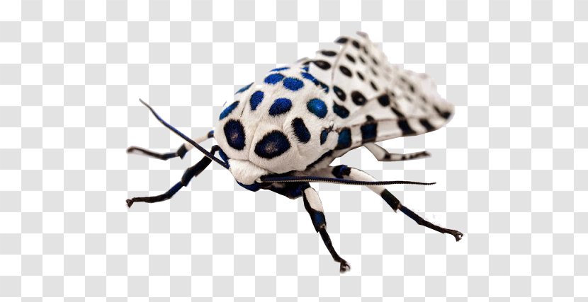 Giant Leopard Moth Insect Arctiidae - Chuồn Transparent PNG