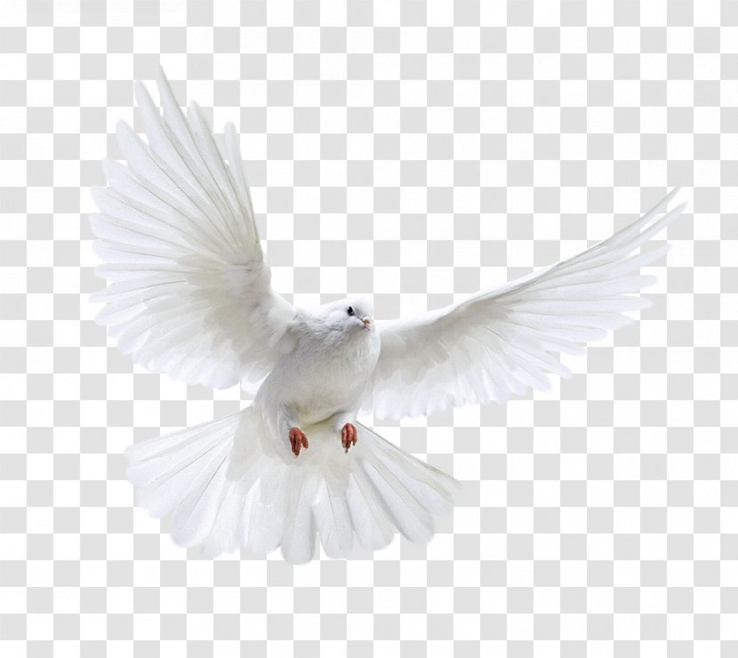 Columbidae Domestic Pigeon Bird Release Dove - Wing Transparent PNG