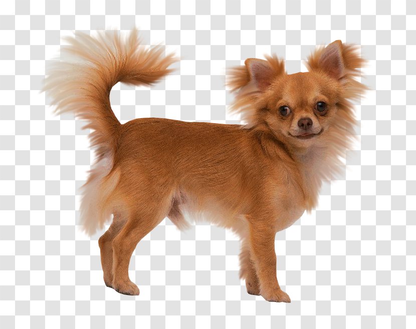 Long-haired Chihuahua Puppy Yorkshire Terrier Toy Fox - Snout Transparent PNG