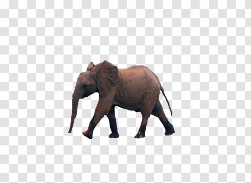 African Elephant Indian Animal Tusk - Mammal - Elefant Transparent PNG