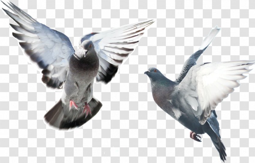 Domestic Pigeon Fancy Bird Blue Flying/Sporting Pigeons - Beak - Flying Transparent PNG