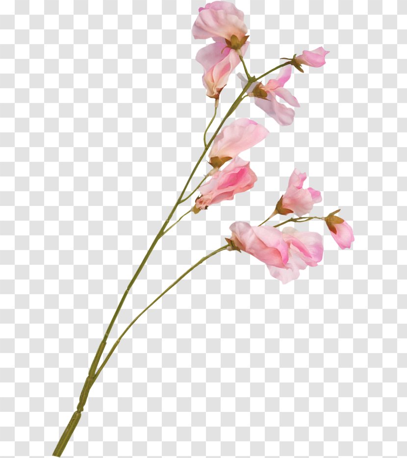 Blossom Flower Plant Stem Floral Design Transparent PNG