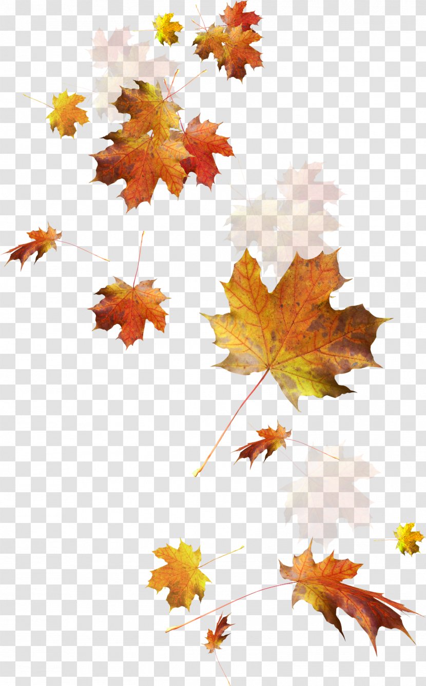 Autumn Leaves Leaf Color - Pattern - Falling Transparent PNG