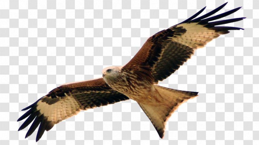 Hawk Buzzard Red Kite Organisationsberatung Coaching - Wildlife - Milan Transparent PNG