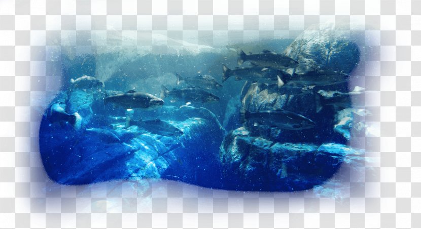 Desktop Wallpaper Water Organism Computer - Aqua Transparent PNG