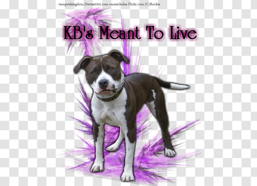 Dog Breed American Pit Bull Terrier Staffordshire Transparent PNG