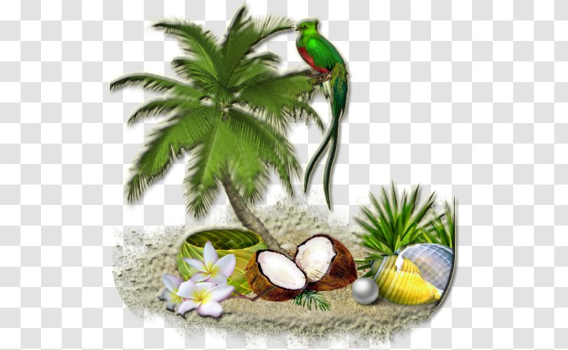 Arecaceae Coconut Tree Clip Art - Color Transparent PNG