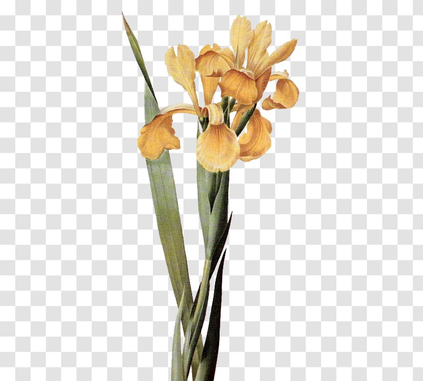 Cut Flowers Iris × Monnieri Clip Art - Flower Transparent PNG