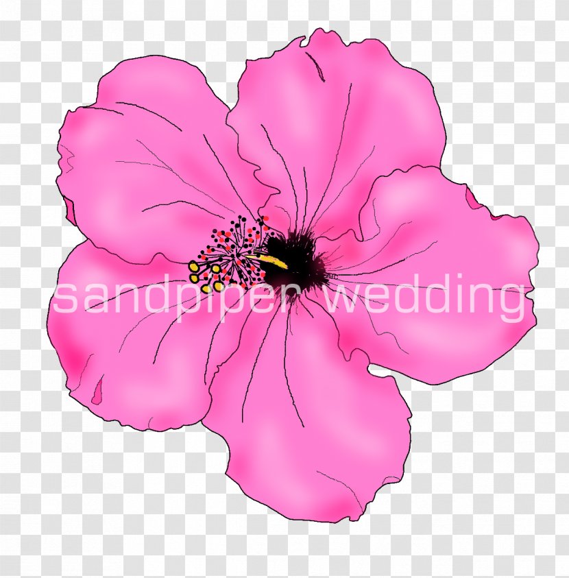 Drawing Flower Clip Art - Hibiscus Transparent PNG