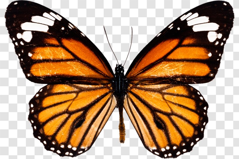 Monarch Butterfly Eastern Tiger Swallowtail - Milkweed Butterflies Transparent PNG