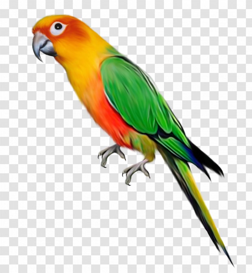 Parrot Bird Clip Art - Bluecollared - Color Decorative Pattern Transparent PNG