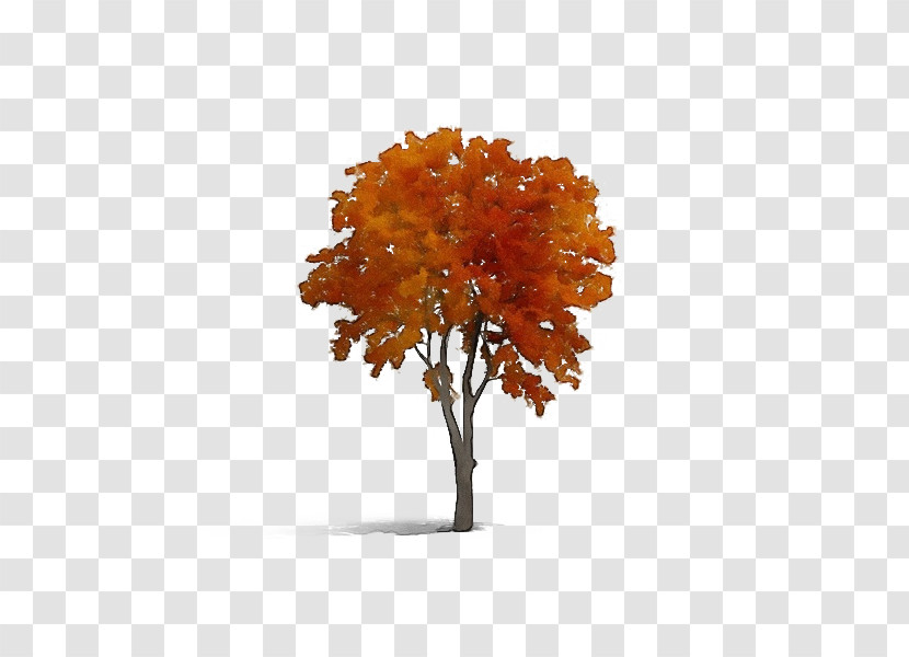 Tree Autumn Deciduous Maple Transparent PNG