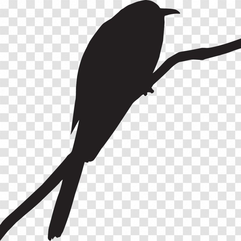 Bird Clip Art Cornell Lab Of Ornithology Greater Roadrunner - Branch Transparent PNG