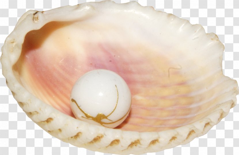 Seashell Pearl Conch Clip Art - Button - Shell Transparent PNG
