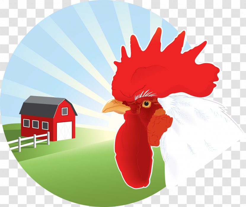 Farm Illustration - Poultry - Fight Chicken Vector Transparent PNG