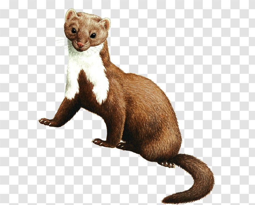 Black-footed Ferret Mink Beech Marten European Badger - Carnivore Transparent PNG