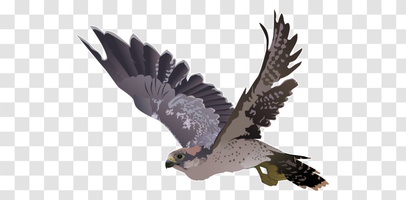 Falcon Hawk Clip Art - Buzzard Transparent PNG