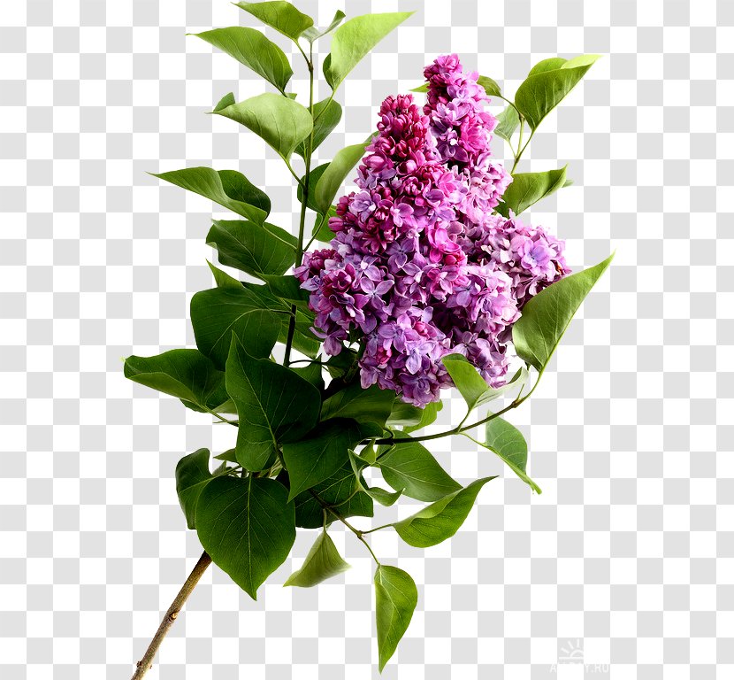 Common Lilac Lavender Purple Flower Transparent PNG