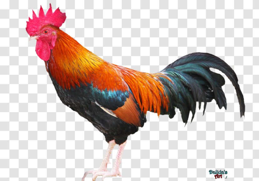 Rooster Comb Chicken Phasianidae - Fowl Transparent PNG