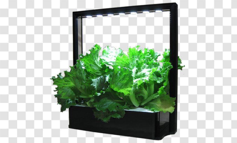 Vegetable Lettuce Herb MINI Cooper Light - Aquarium Decor Transparent PNG