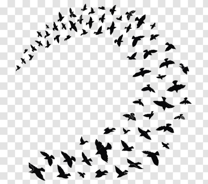 Flock Bird Columbidae Clip Art Silhouette - Wing Transparent PNG