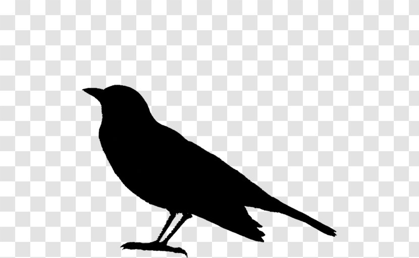 Clip Art American Crow Bird Finches - Photography Transparent PNG