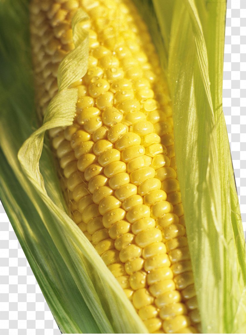 Corn On The Cob Brazil Grits Maize Groat - Blue Transparent PNG