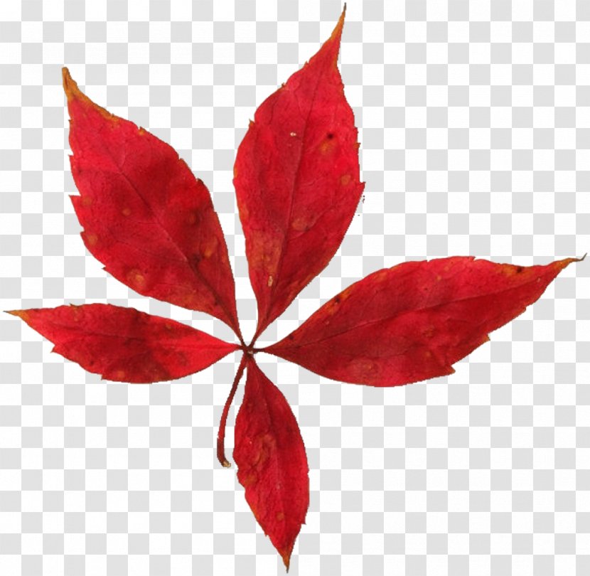 Maple Leaf Social Work With Older People Autumn Color - Green - Leaves Transparent PNG