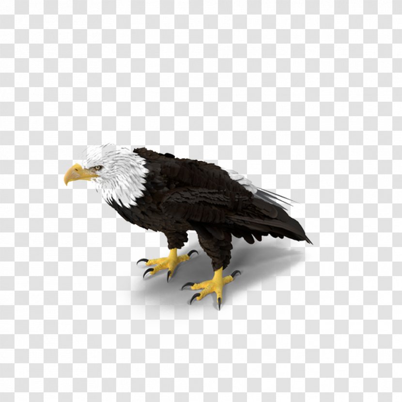 Bald Eagle Download - Hawk - Standing Transparent PNG