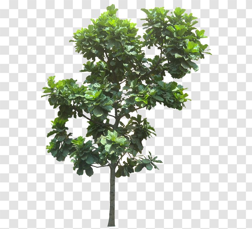 Fiddle-leaf Fig Common Weeping Tree - Evergreen - Banana Leaves Transparent PNG