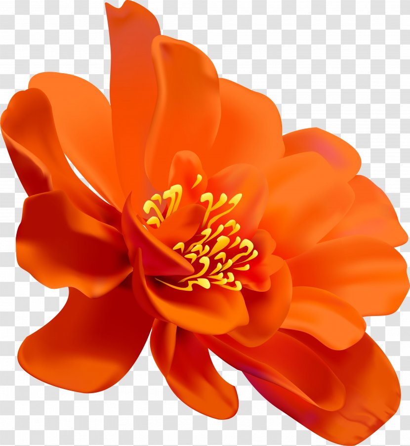 Watercolor Painting Flower Petal Floral Design - Garden Roses Transparent PNG