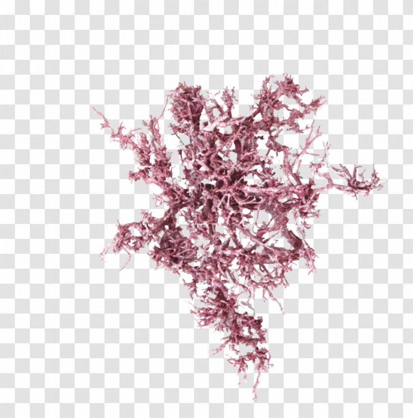 Pink M - Dry Tree Transparent PNG