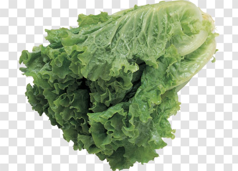 Lettuce Leaf Vegetable Salad Transparent PNG
