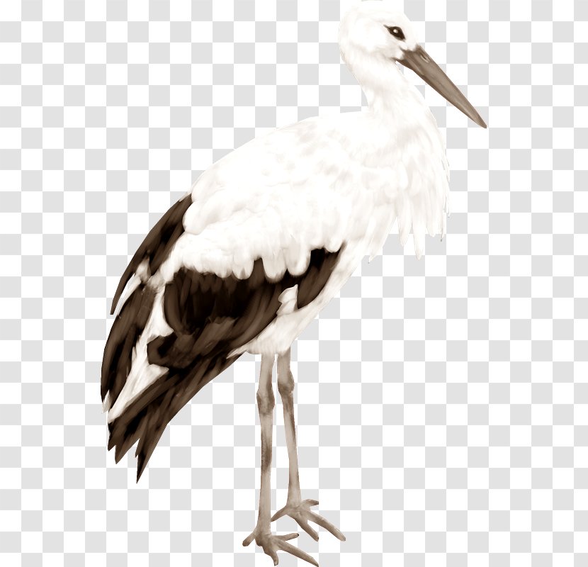 White Stork Clip Art - Crane Like Bird - CIG Transparent PNG