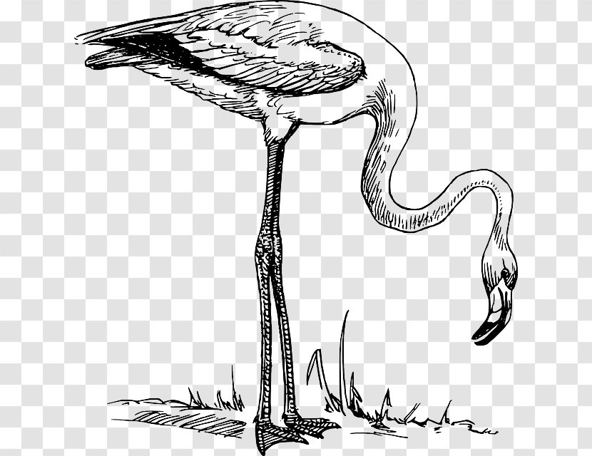 Flamingo Drawing Bird Black And White Clip Art - Tree Transparent PNG