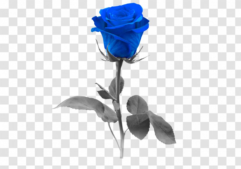 Blue Rose Stock Photography Flower Transparent PNG